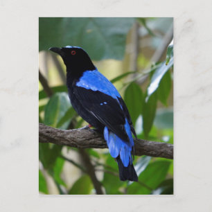 Black And Blue Postcard