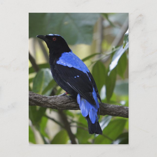 Black And Blue Postcard (Front)