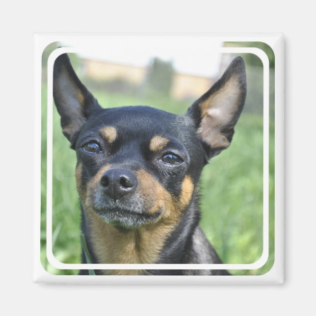 Black and Brown Chihuahua Magnet (Front)