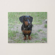 Black and Brown Dachshund