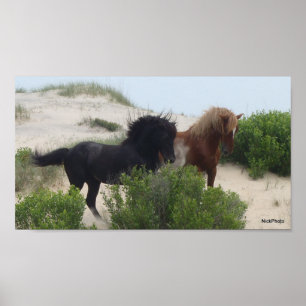 Black and Brown Wild Corolla Horses Poster