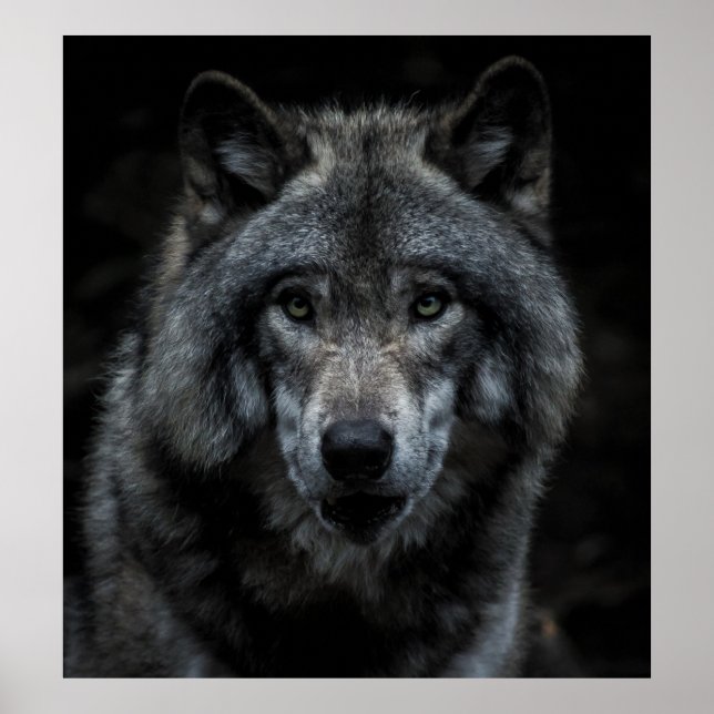 BLACK AND BROWN WOLF PAINTING POSTER (Front)