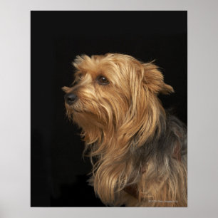Black and brown Yorkie left profile on black Poster