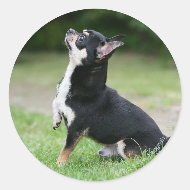 Black and Cream Chihuahua Classic Round Sticker (Front)