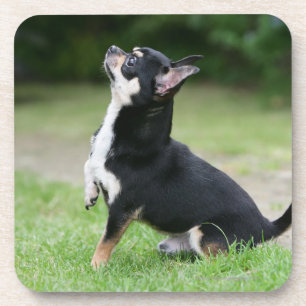 Black and Cream Chihuahua Coaster