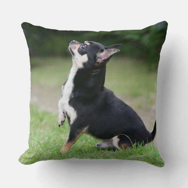Black and Cream Chihuahua Cushion (Front)