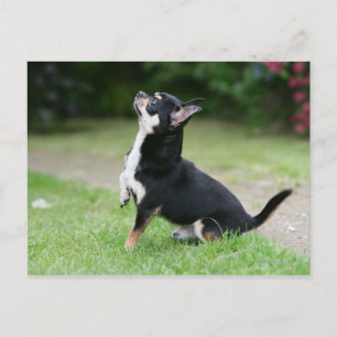 Black and Cream Chihuahua Postcard