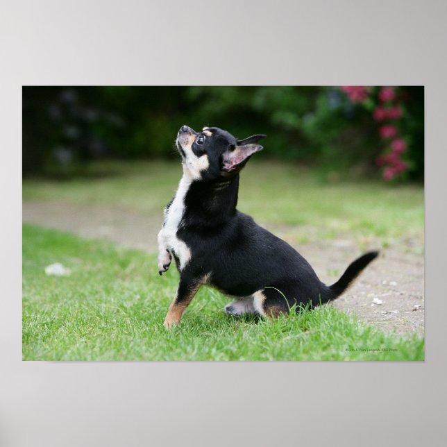 Black and Cream Chihuahua Poster (Front)