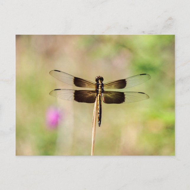 Black and Gold Dragonfly Postcard (Front)
