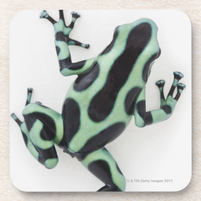 Black and Green Poison Dart Frog 2 Coaster (Front)