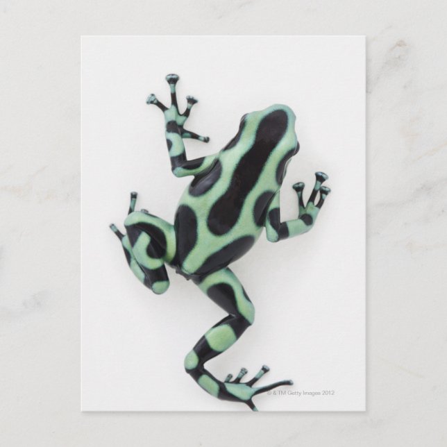Black and Green Poison Dart Frog 2 Postcard (Front)