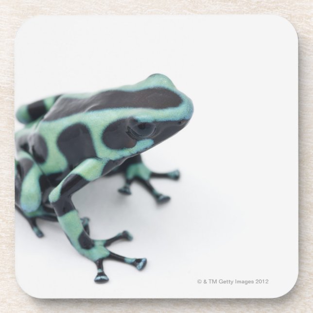 black and green poison dart frog (dendrobates coaster (Front)
