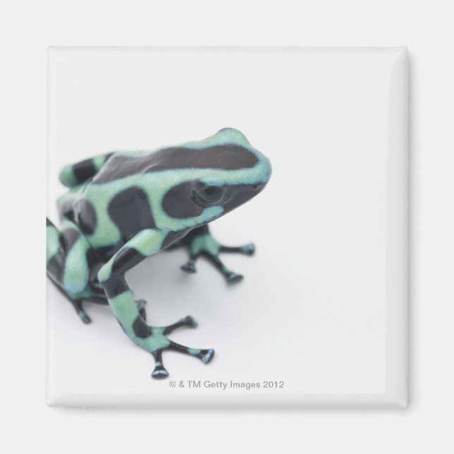 black and green poison dart frog (dendrobates magnet (Front)