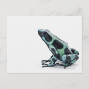 Black and Green Poison Dart Frog Postcard