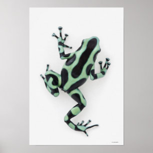Black and Green Poison Dart Frog Poster