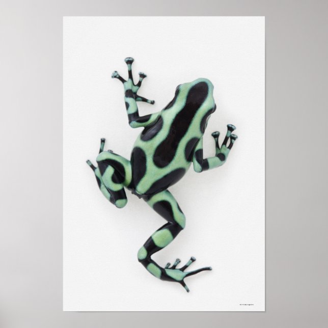 Black and Green Poison Dart Frog Poster (Front)