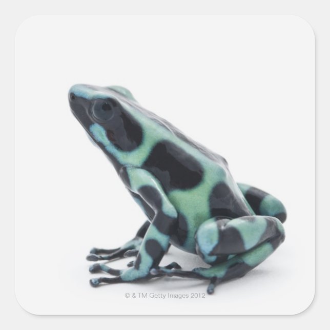 Black and Green Poison Dart Frog Square Sticker (Front)