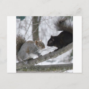 Black and Grey Squirrel Postcard