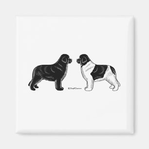 Black and Landseer Newfoundland Dogs Magnet
