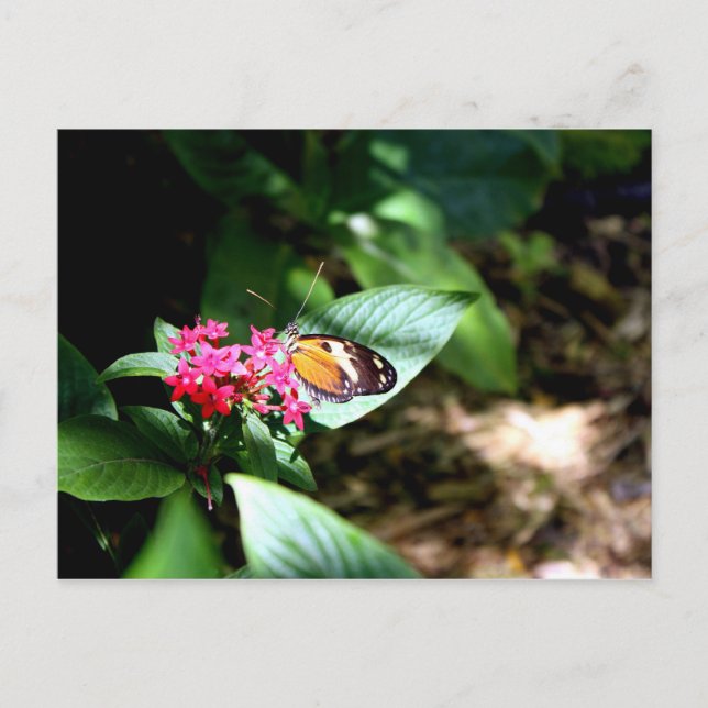Black and Orange Butterfly Postcard (Front)