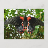 Black and red moth