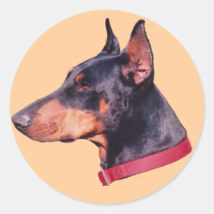 Black And Rust Doberman Pinscher Dog Sticker