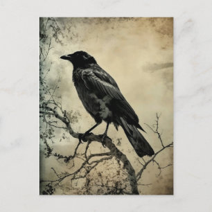 Black and Sepia Gothic Crow Postcard