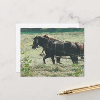 Black and Sorrel Amish Horses Mowing Hay Kalona Postcard
