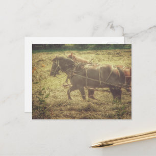 Black and Sorrel Amish Horses Mowing Hay Postcard