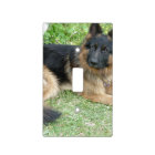 Black and Tan Alsatian