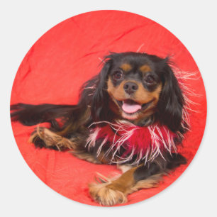 Black And Tan Cavalier King Charles In Red Sticker