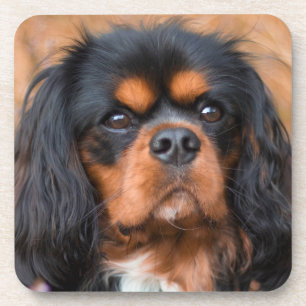 Black and Tan Cavalier King Charles Spaniel Dog Coaster