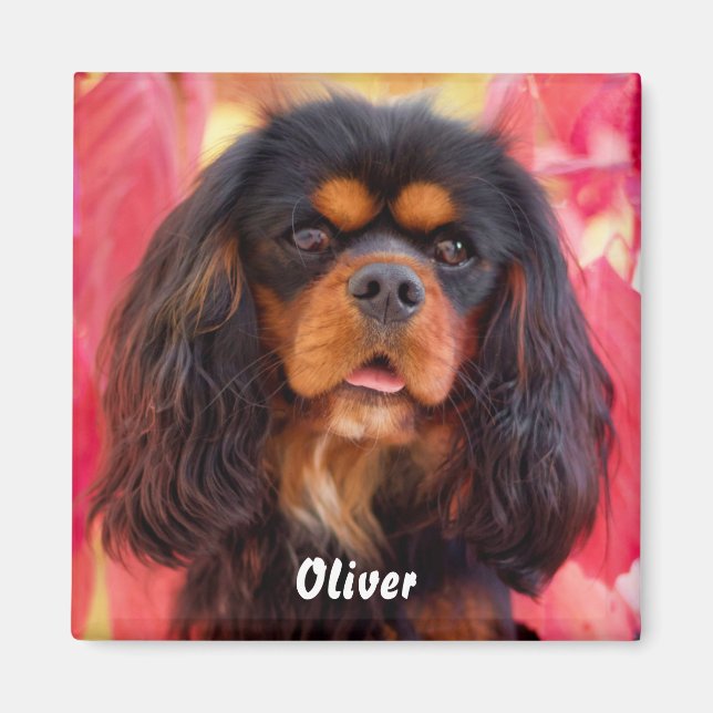 Black and Tan Cavalier King Charles Spaniel Dog Magnet (Front)