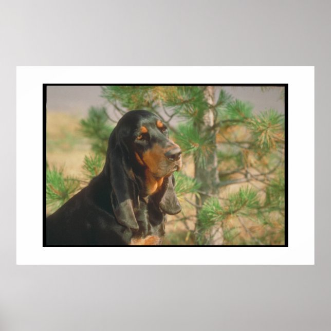 Black and Tan Coonhound Poster (Front)