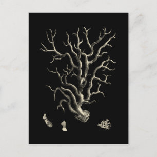 Black and Tan Coral Postcard