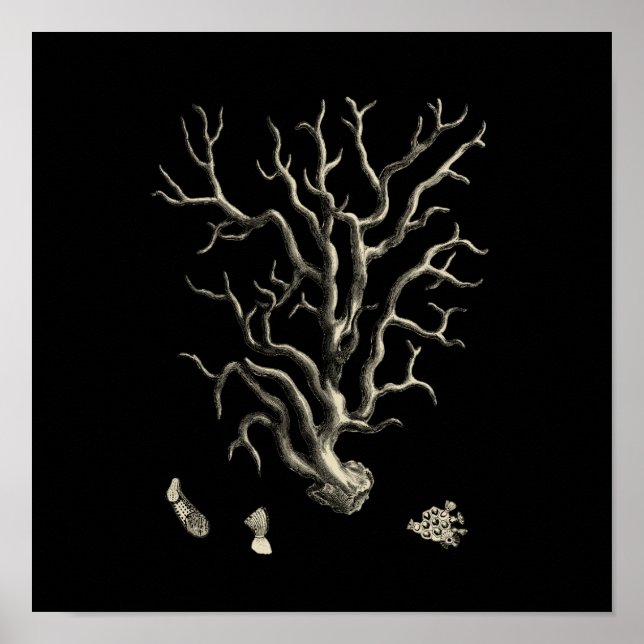 Black and Tan Coral Poster (Front)