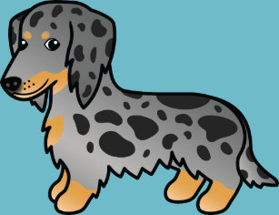 And Tan Dapple Dachshund Gifts On Zazzle Au