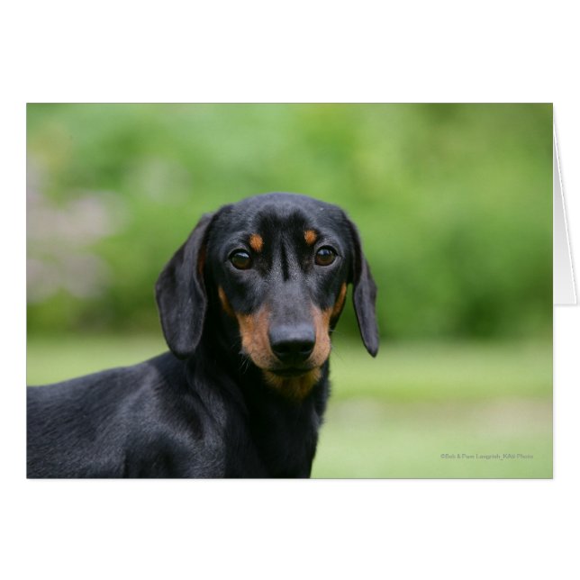 Black and Tan Miniture Dachshund 1 (Front Horizontal)