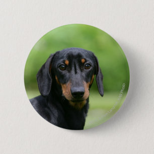Black and Tan Miniture Dachshund 1 6 Cm Round Badge