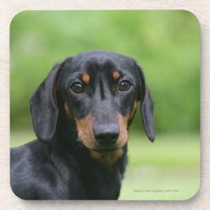 Black and Tan Miniture Dachshund 1 Coaster