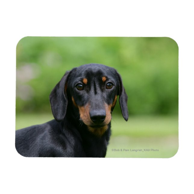 Black and Tan Miniture Dachshund 1 Magnet (Horizontal)