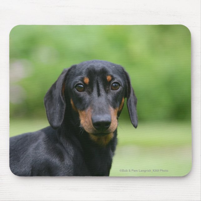 Black and Tan Miniture Dachshund 1 Mouse Pad (Front)