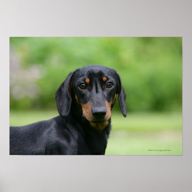 Black and Tan Miniture Dachshund 1 Poster (Front)
