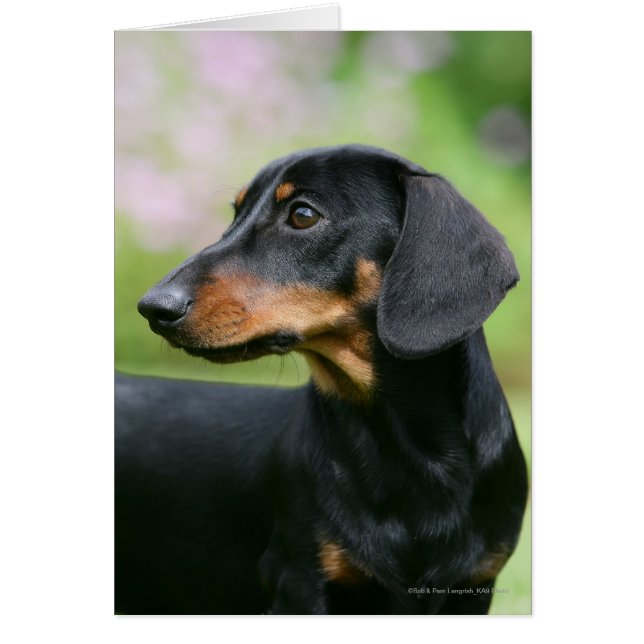 Black and Tan Miniture Dachshund 2 (Front)