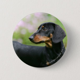Black and Tan Miniture Dachshund 2 6 Cm Round Badge