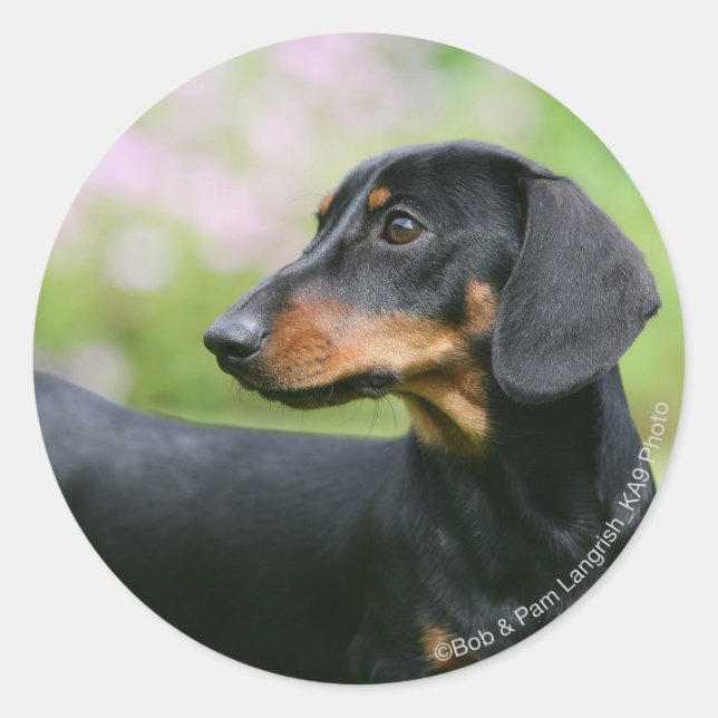 Black and Tan Miniture Dachshund 2 Classic Round Sticker (Front)