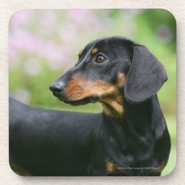 Black and Tan Miniture Dachshund 2 Coaster (Front)