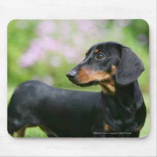Black and Tan Miniture Dachshund 2 Mouse Pad