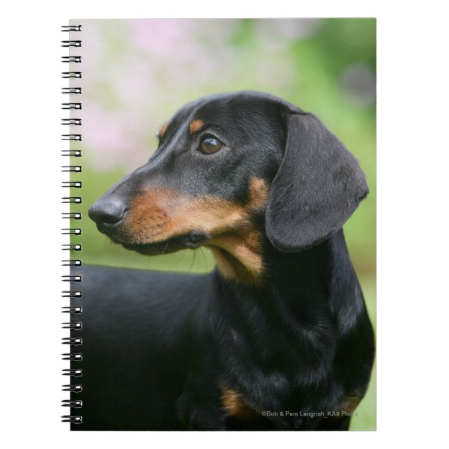 Black and Tan Miniture Dachshund 2 Notebook (Front)