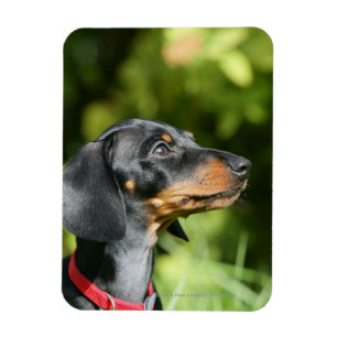 Black and Tan Miniture Dachshund 3 Magnet